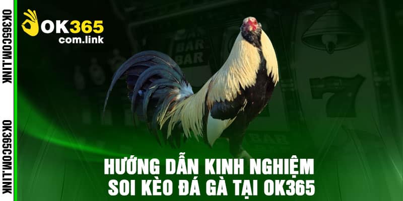 Hướng Dẫn Kinh Nghiệm Soi Kèo Đá Gà Tại Ok365