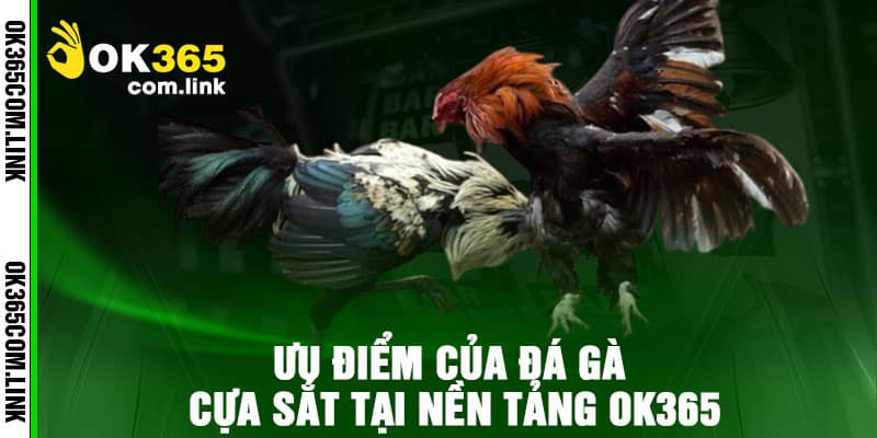 Ưu điểm của Đá Gà Cựa Sắt tại nền tảng OK365
