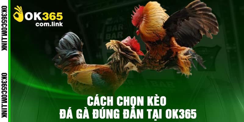 Cách Chọn Kèo Đá Gà Đúng Đắn Tại Ok365