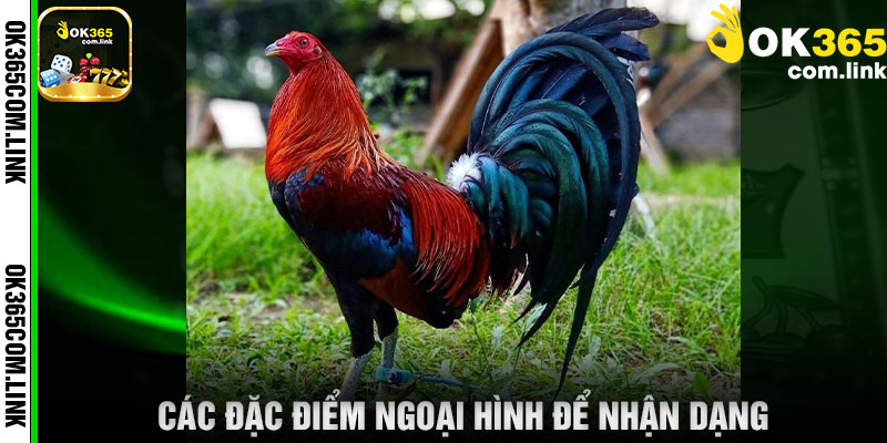 Các Đặc Điểm Ngoại Hình Để Nhận Dạng