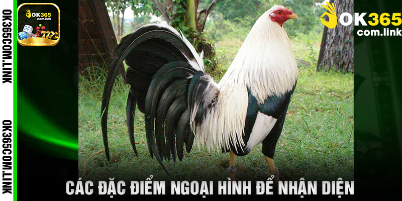 Các Đặc Điểm Ngoại Hình Để Nhận Diện