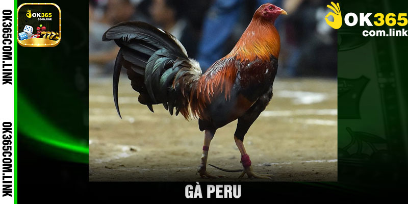Gà Peru