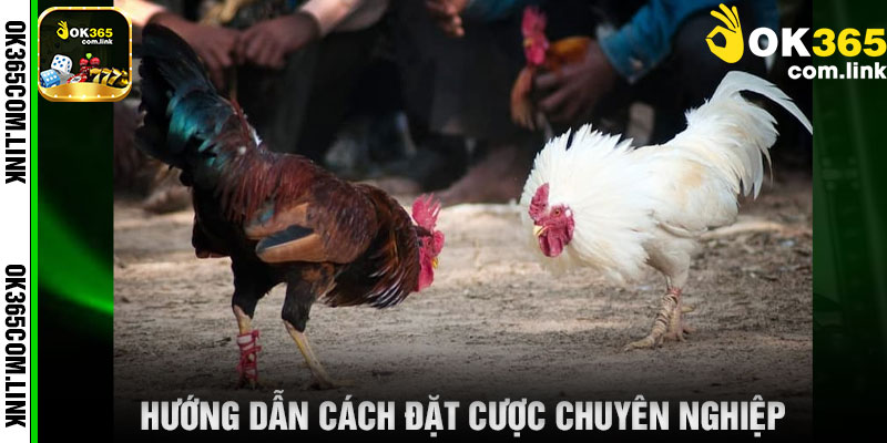 Hướng Dẫn Cách Đặt Cược Chuyên Nghiệp