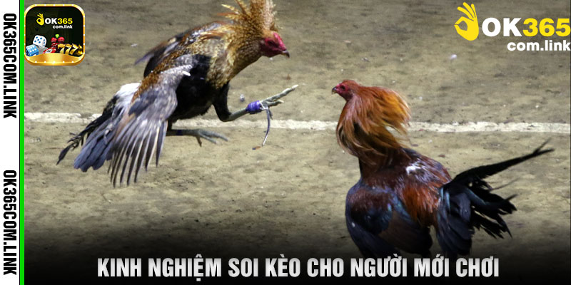 Kinh Nghiệm Soi Kèo Cho Người Mới Chơi