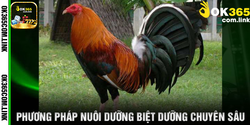 Phương Pháp Nuôi Dưỡng Biệt Dưỡng Chuyên Sâu