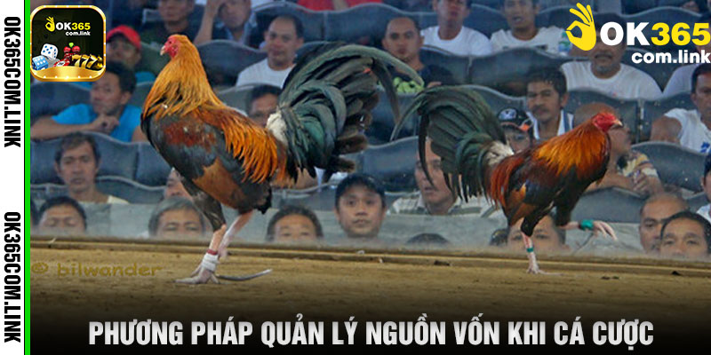Phương Pháp Quản Lý Nguồn Vốn Khi Cá Cược