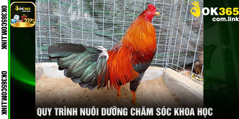 Quy Trình Nuôi Dưỡng Chăm Sóc Khoa Học