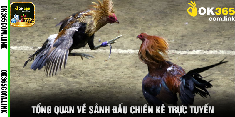 Tổng Quan Về Sảnh Đấu Chiến Kê Trực Tuyến