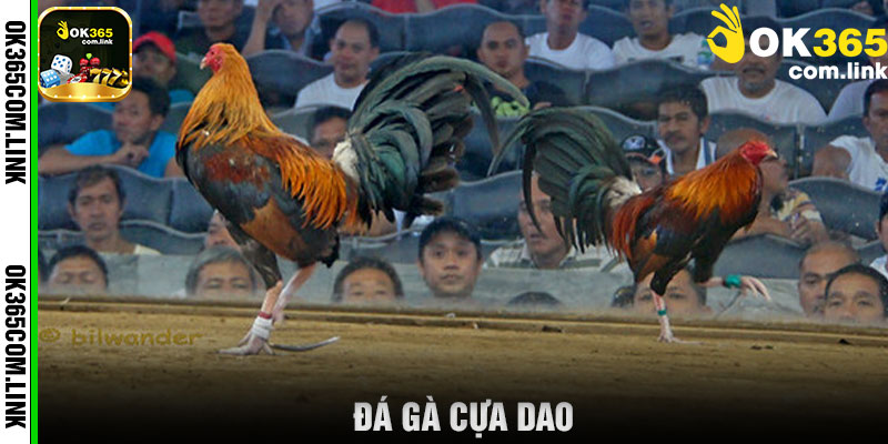 đá gà cựa dao