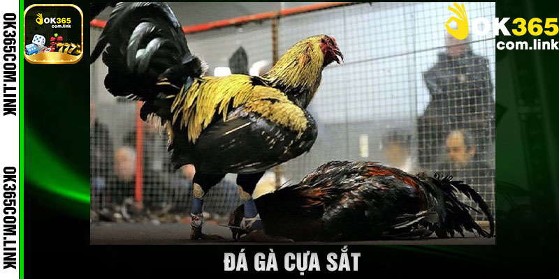 đá gà cựa sắt