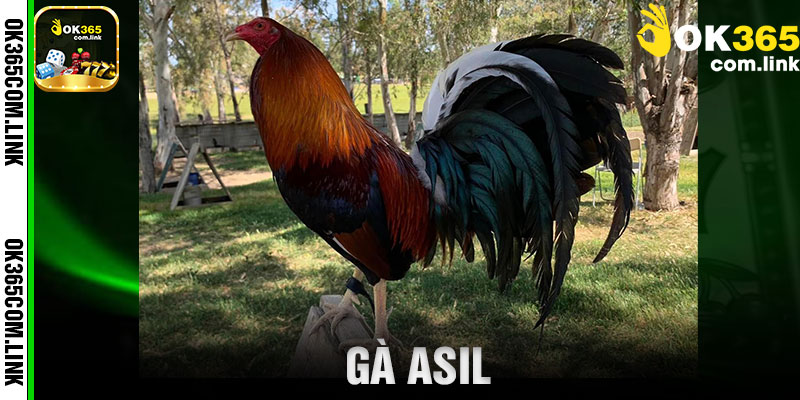 gà Asil